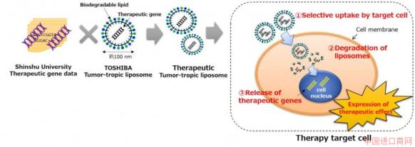 The biodegradable liposome technology targeted by the research