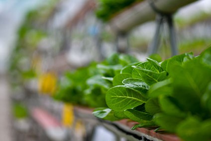 The emerging tech of vertical farming got you clicking this year