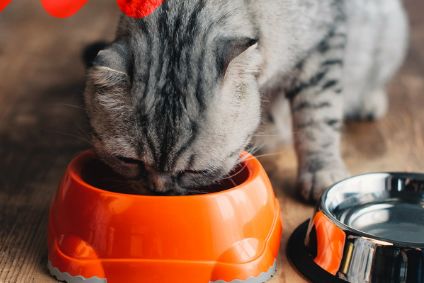 Pet food preferences have evolved during the pandemic