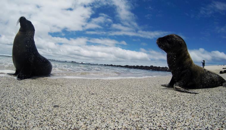 Sea lions are seen in San Cristobal Island at Galapagos Marine Reserve, Ecuador, October 10, 2016. Picture taken October 10, 2016. REUTERS/Nacho Doce