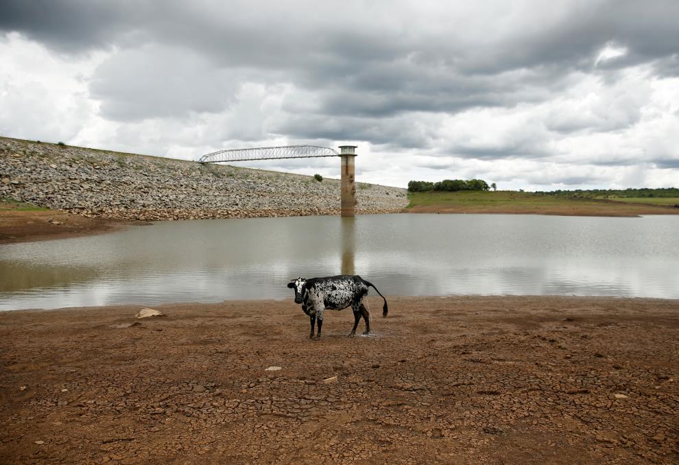 A cow stands on caked mud before a small patch of water at a dam as the region deals with a prolo<em></em>nged drought near Bulawayo, Zimbabwe. 
REUTERS/Philimon Bulawayo