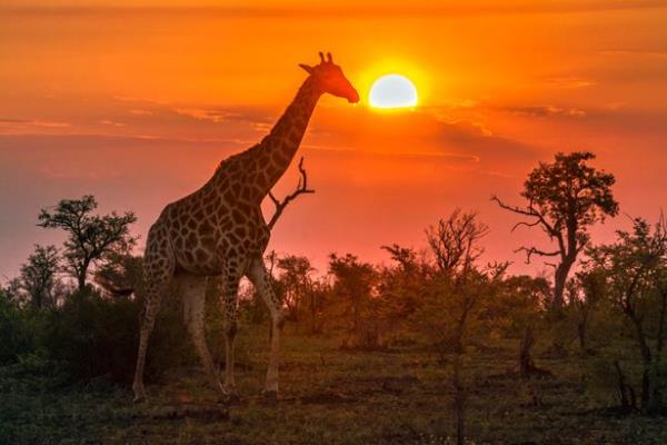 Giraffes in South Africa