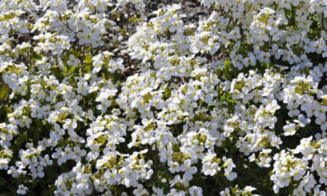 In full bloom: alpine rock cress (Arabis alpina).