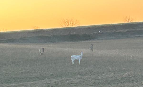 all-white&#x20;deer