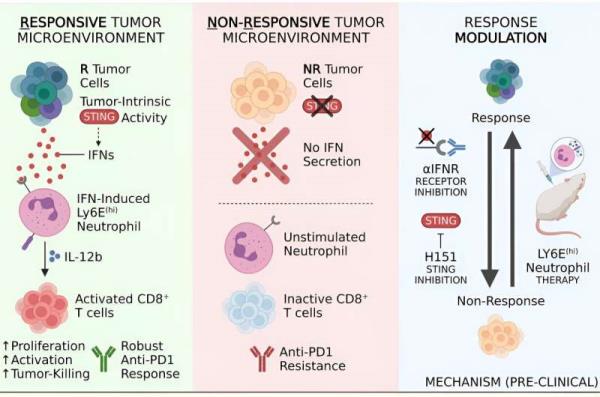 Predicting immunotherapy success