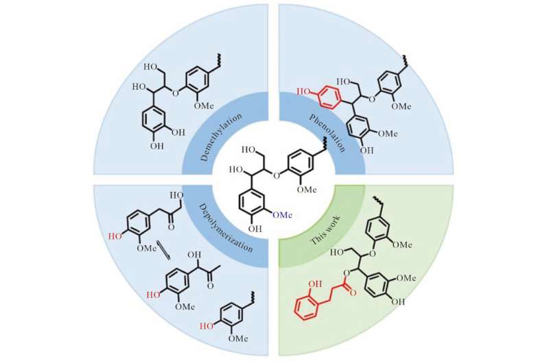 Revolutio<em></em>nary sunscreen from lignin: A natural and sustainable breakthrough