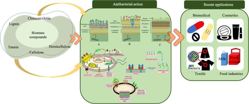 Biomass-derived antimicrobials: A leap towards sustainable solutions