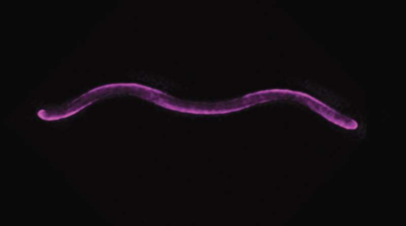 What turns bacteria into spirals?