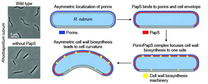 What turns bacteria into spirals?