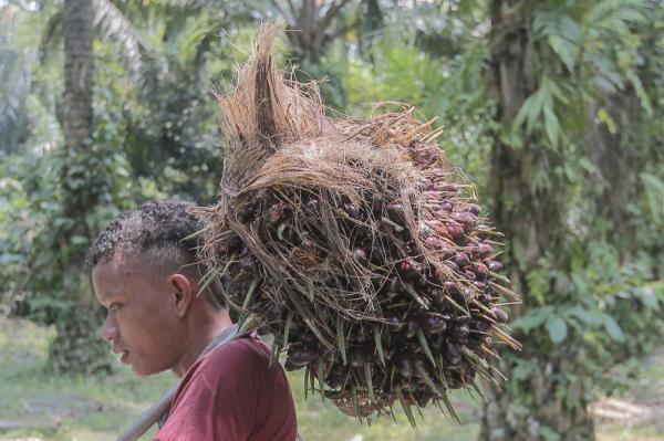 Malaysia urges EU lawmakers to ease deforestation rules, citing impact on small farmers