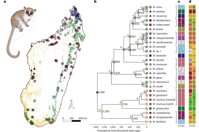 A l<em></em>inkwork for clarifying cryptic diversification processes applied to mouse lemurs