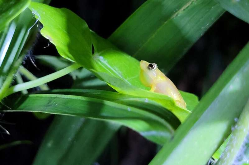 How a common eco<em></em>nomic theory could help save endangered frogs