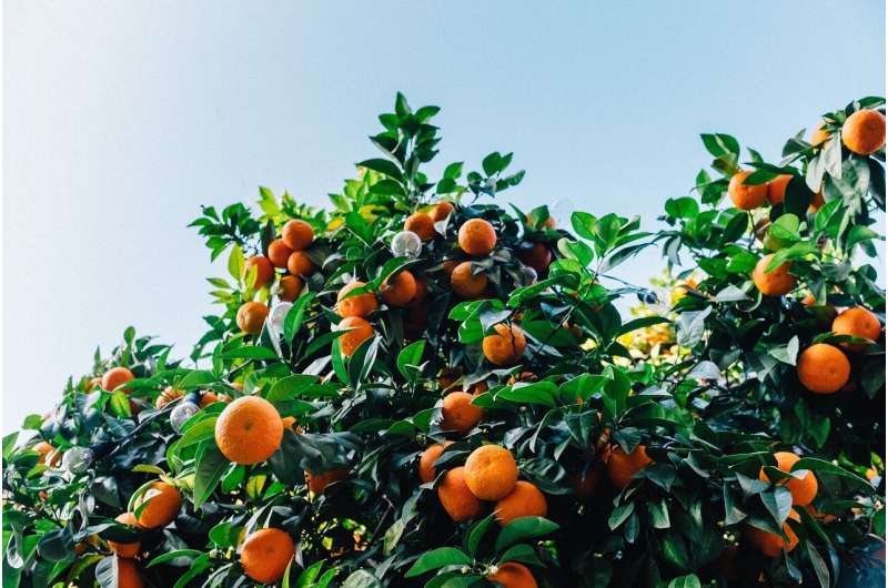 citrus tree