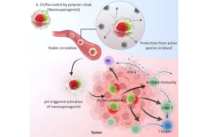 Polymeric cloak stabilizes cytokine complex to generate tumor-targeted nanosuperagonist