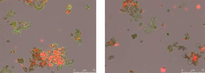 Signaling pathway provides new insights into how cells recognize and repair DNA damage