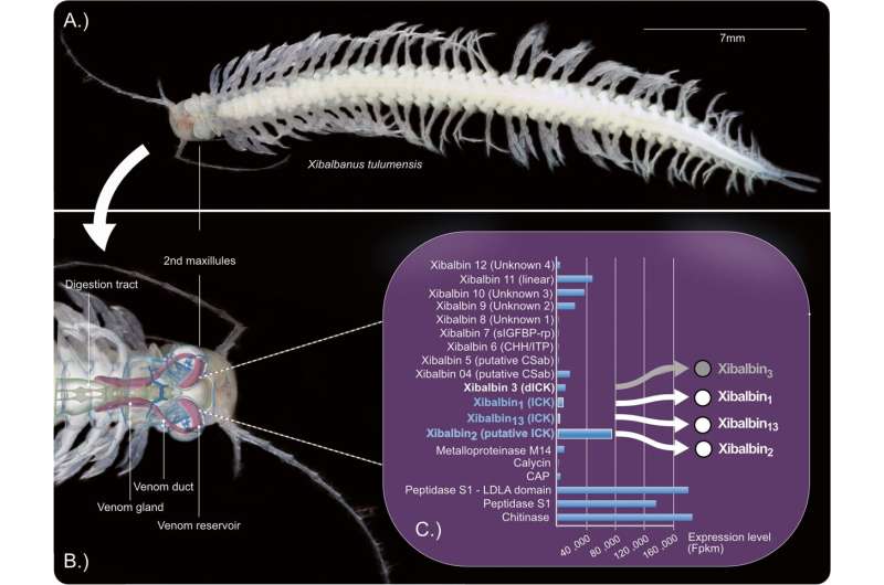 Venomous crustacean from Mayan underwater caves provides new drug candidates