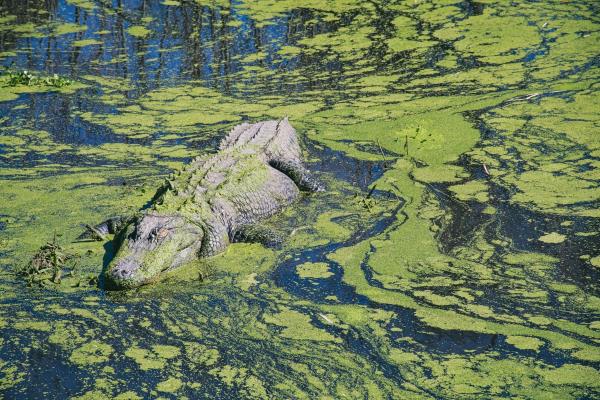 An alligator in the swamp (Casey Lovegrove/Unsplash)