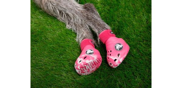 Pet Crocs Boots-Dragon Fruit