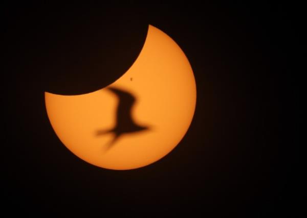 A gull flies below the partial solar eclipse at 2:52 p.m., seen from Oak Street Beach on April 8, 2024, in Chicago. The eclipse reached 93.9 percent during its maximum in the city. (John J. Kim/Chicago Tribune)