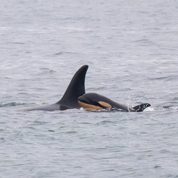 Killer whale mom and baby