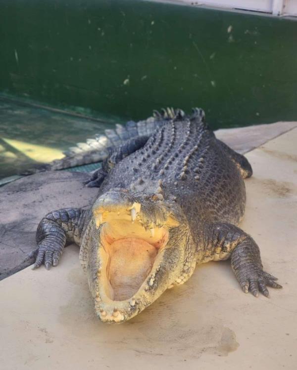 Burt the crocodile