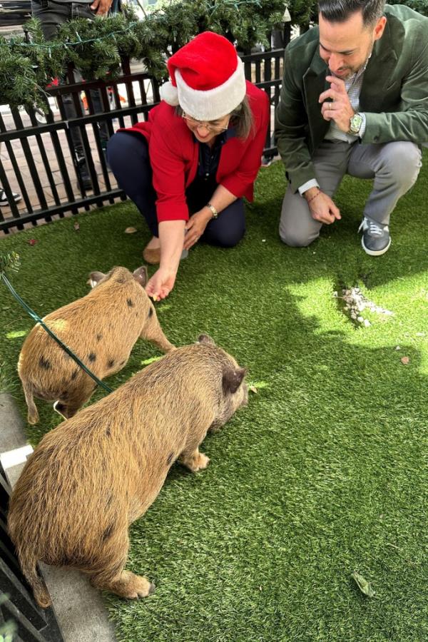 Miami-Dade County Mayor Daniella Levine Cava and restaurant owner Eric Castellanos feed 4-month-old pigs Glinda and Elphaba