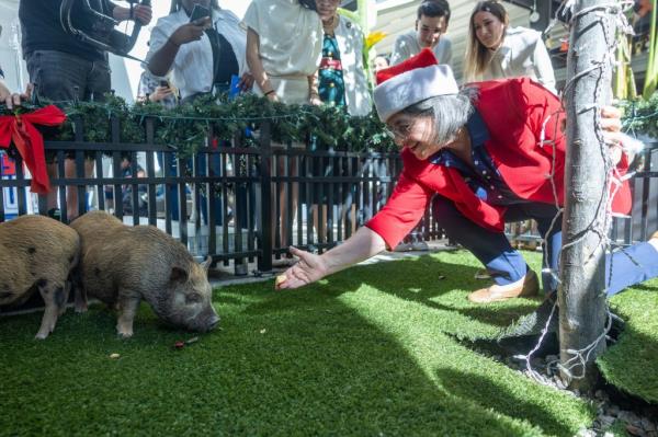 Miami-Dade County Mayor Daniella Levine Cava and restaurant owner Eric Castellanos feed 4-month-old pigs Glinda and Elphaba