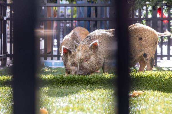 Pigs Glinda and Elphaba are greeted by Miami-Dade County Mayor Daniella Levine Cava