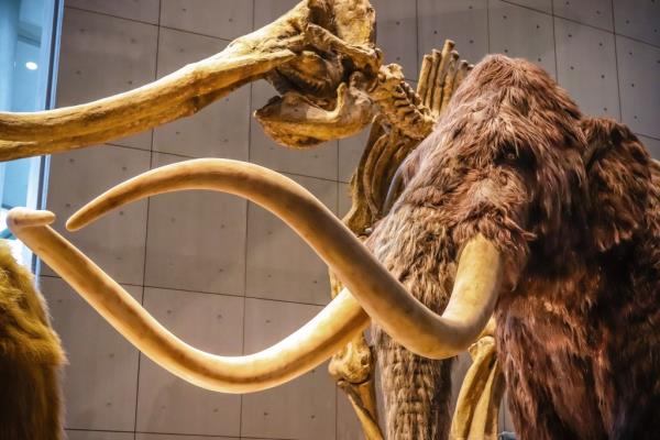 Realistic life size replica of a Woolly Mammoth skeleton with long tusks at Shanghai Natural History Museum