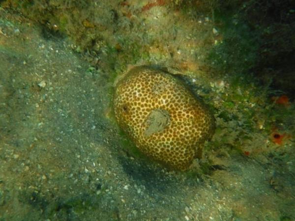 This starlet coral was spotted during a November 2022 survey by the Florida Department of Enviro<em></em>nmental Protection in an area wher<em></em>e actor Sylvester Stallone is proposing a seaweed barrier in the water next to his Palm Beach home.