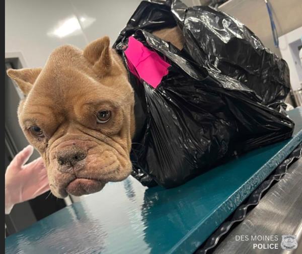 This photo provided by The Des Moines Police Department shows an abando<em></em>ned dog at the City Of Des Moines Animal Services facility on Dec. 12, 2024 in Des Moines, Iowa.  (The Des Moines Police Department via AP)