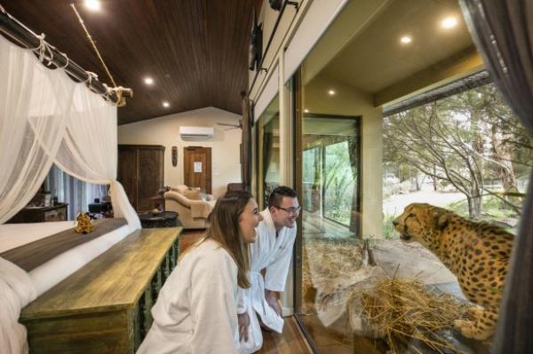 Come face to face with a cheetah from a luxury suite at Jamala.