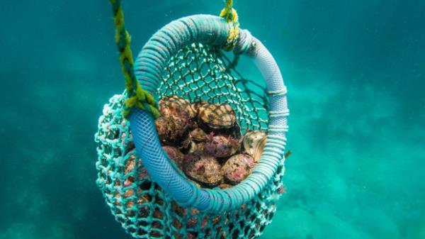 Abalone is now being processed locally.